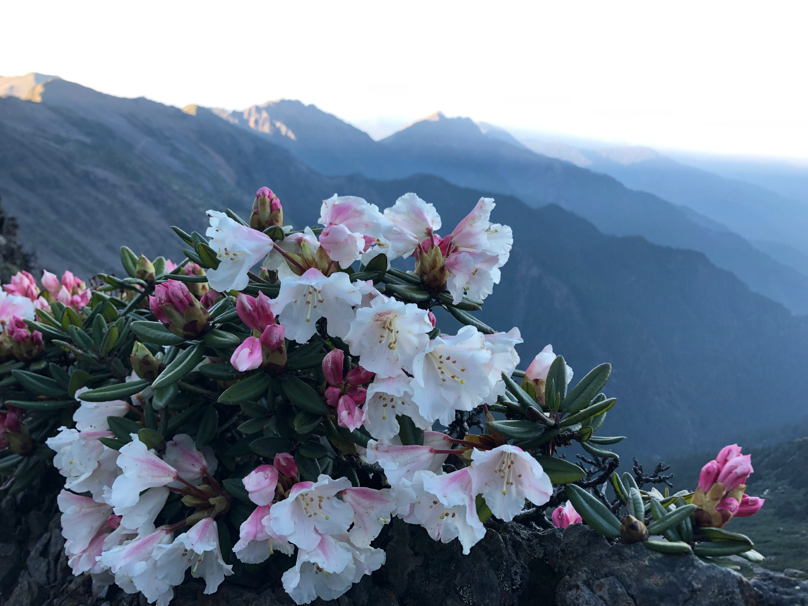 高山杜鵑