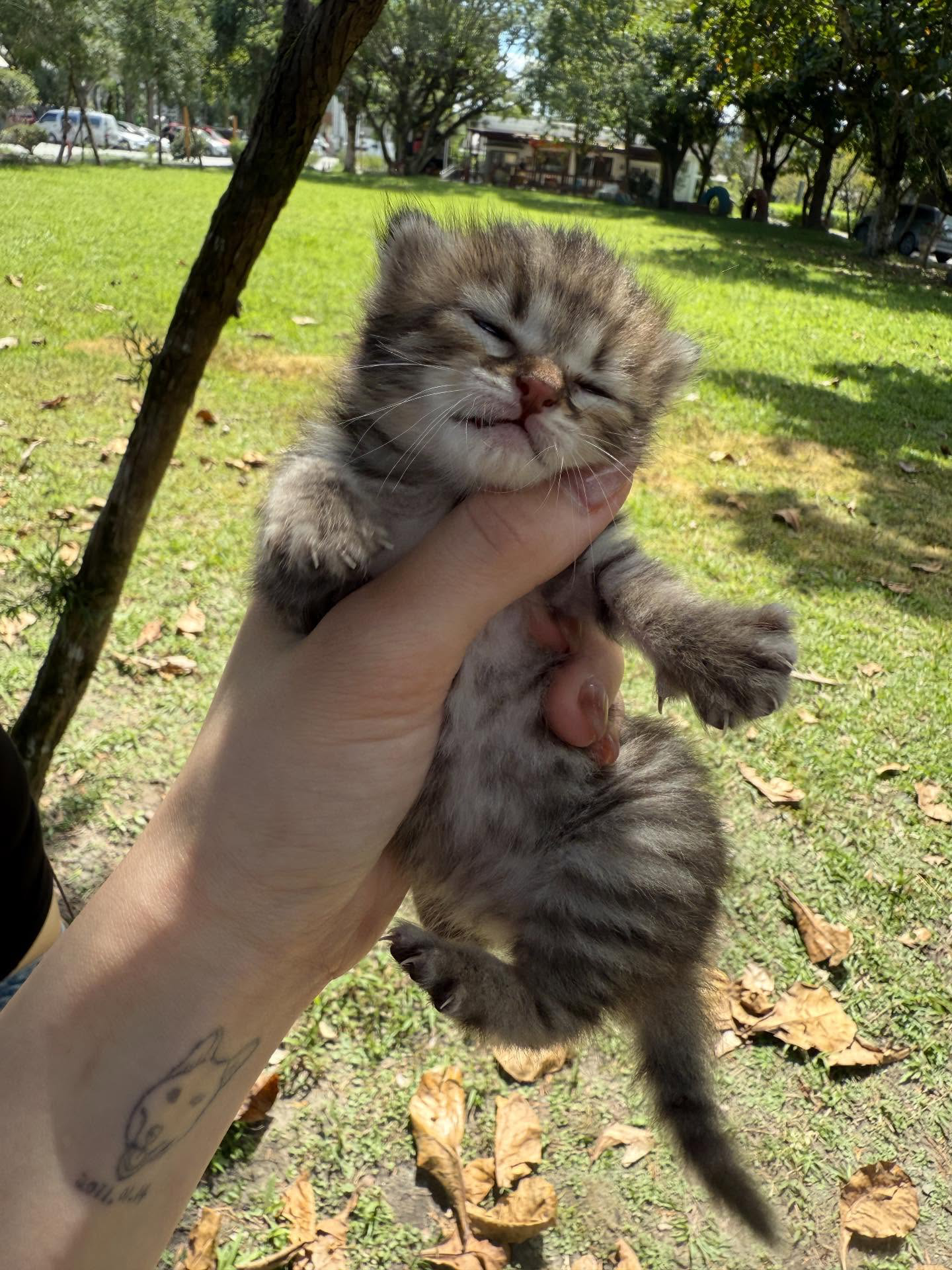 獲救的小貓在陽光下被溫柔抱起，神情放鬆。