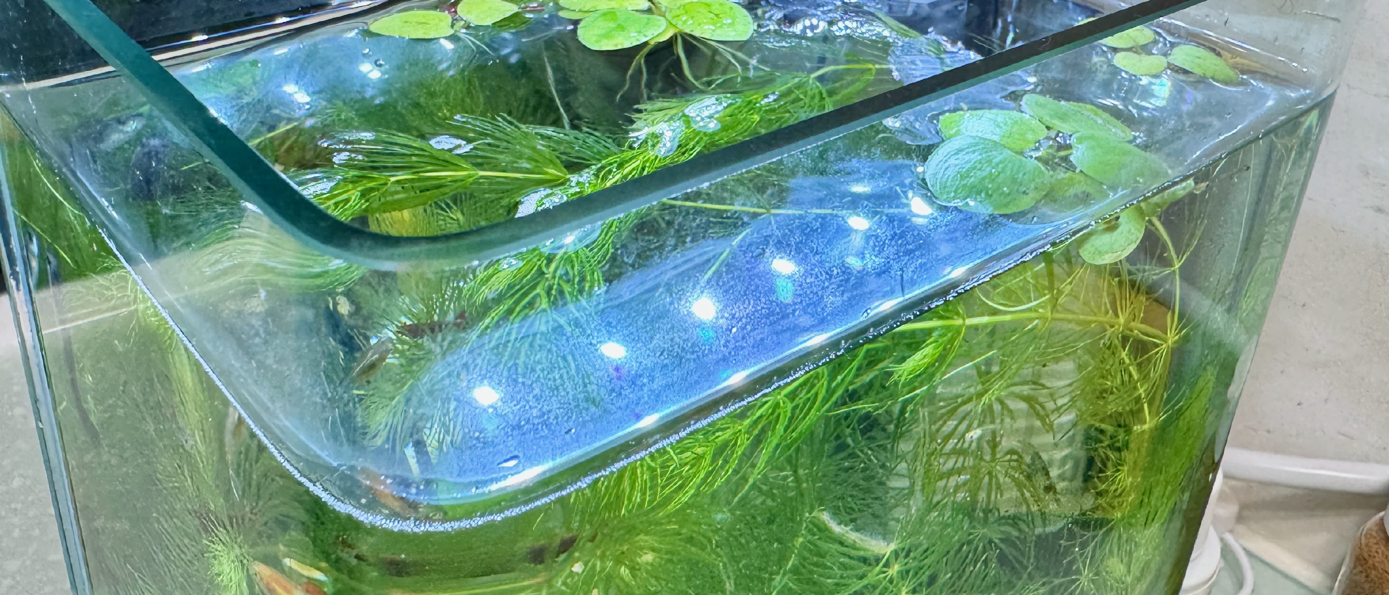AC草影水族消費經驗 開缸day 13