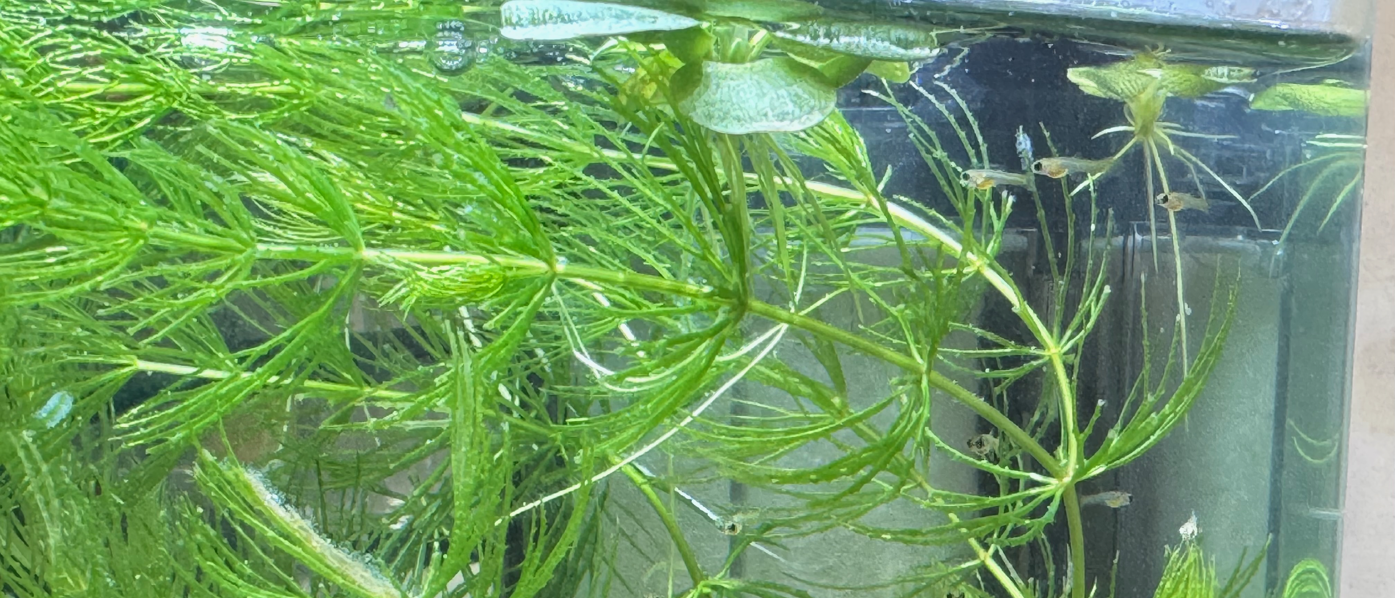 AC草影水族消費經驗 開缸day 19