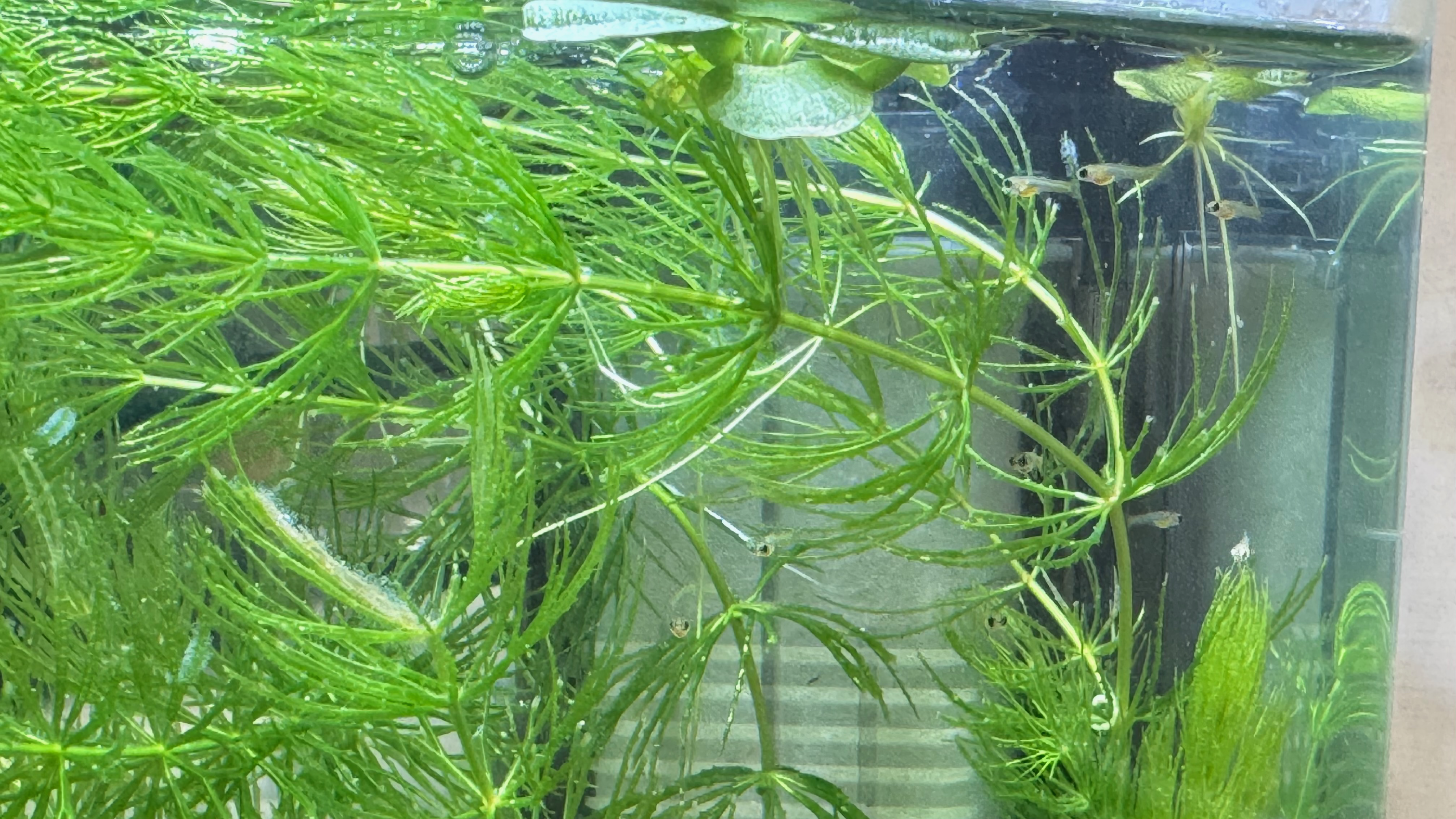 AC草影水族消費經驗 開缸day 19